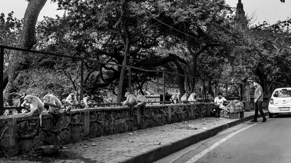 Фотография автора savitri Rawat