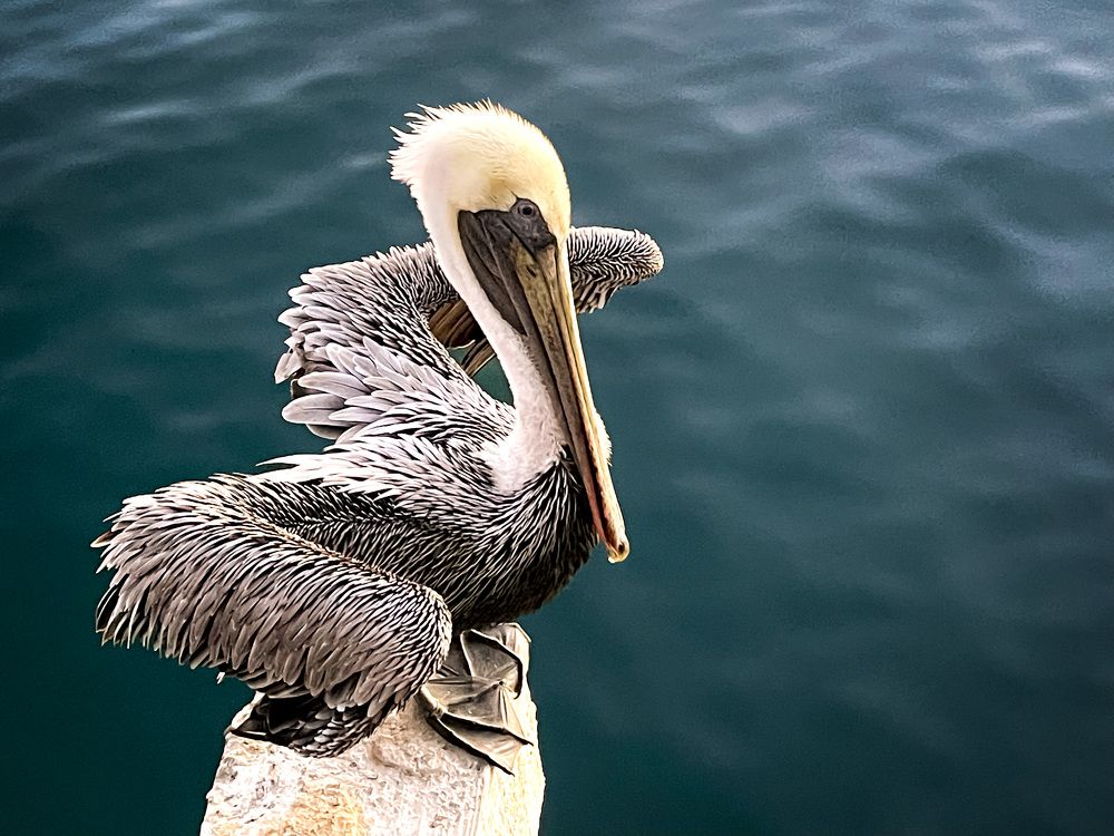 Photograph by Hanh P. T. Pham