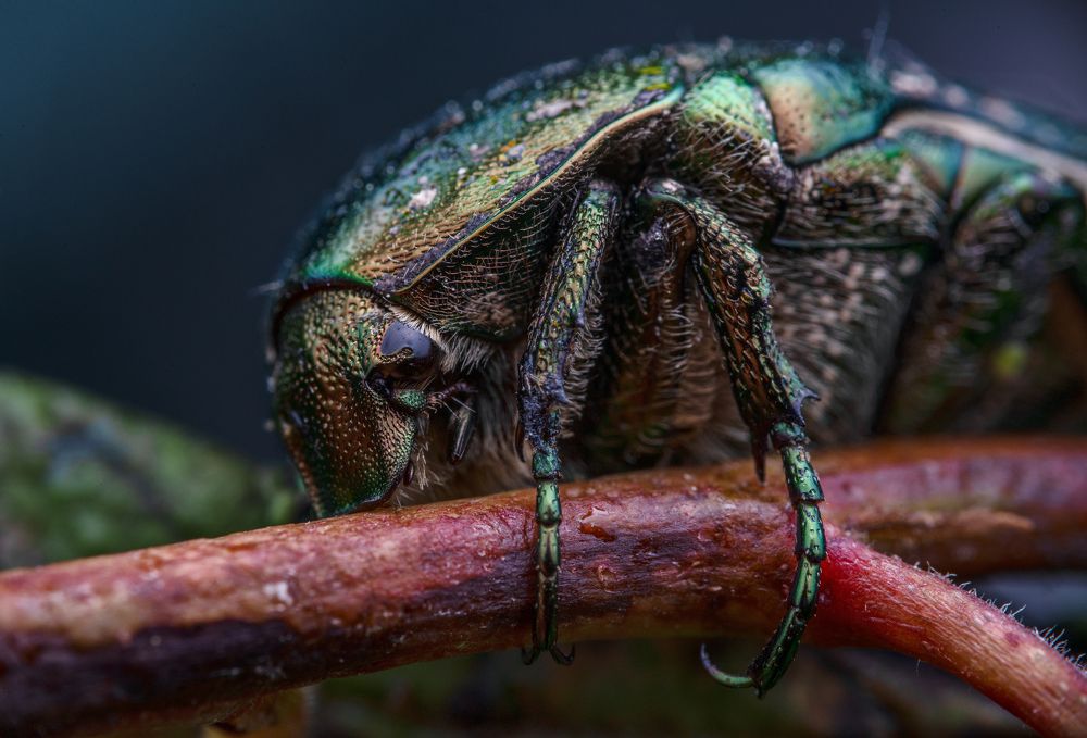 Photograph by Konstantin Shiryaev