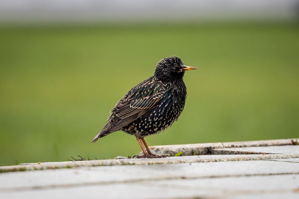 Photograph by Владимир Охрименко