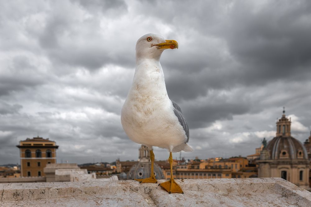 Суровый римский профиль