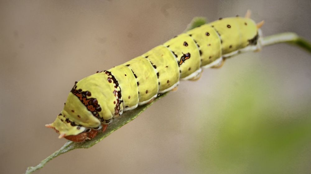 Фотография автора Nadarajan Lakshmanswamy