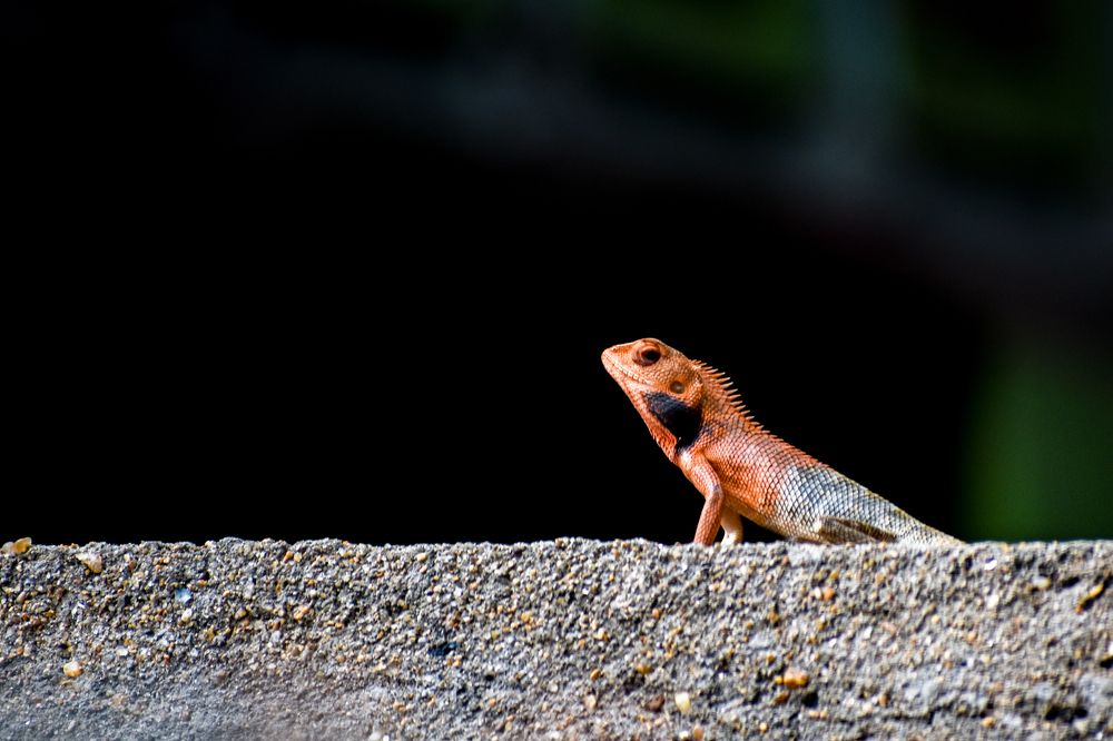 Photograph by Kamal Bhattacharjya