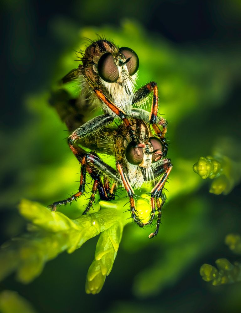 Robberflies Sex.