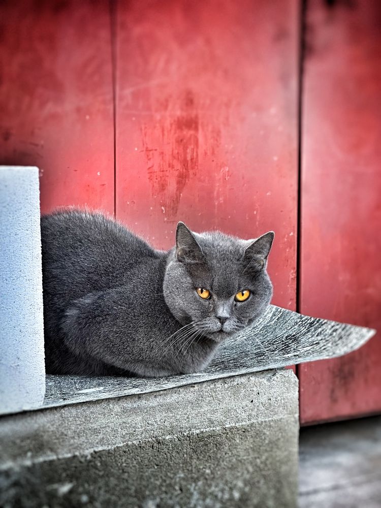 Фотография автора Alina Efimova