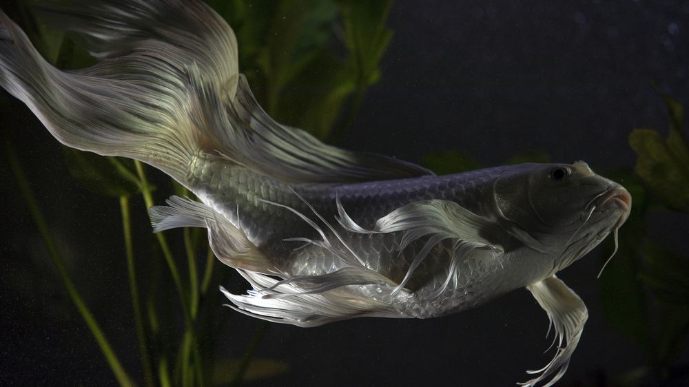 Photograph by Игорь Разенков