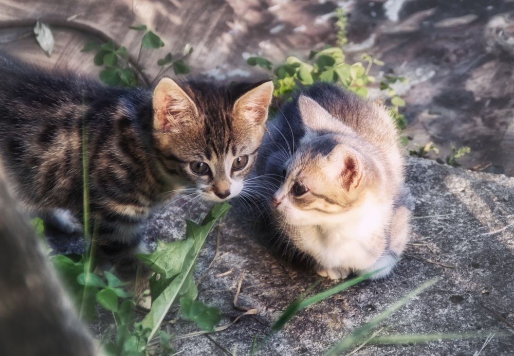 Фотография автора Юлия Кранина