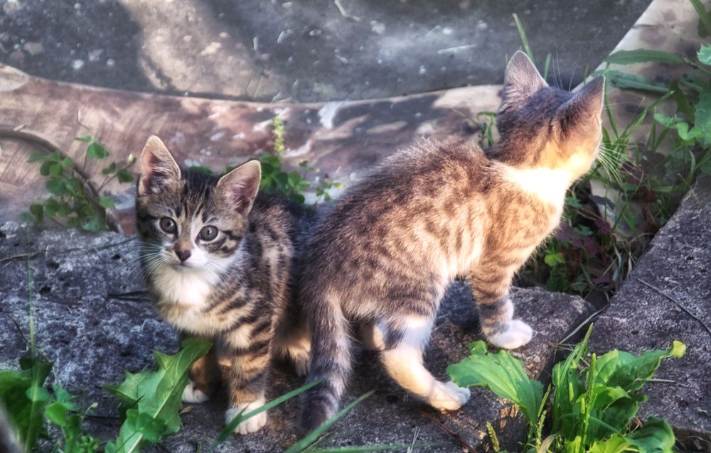 Фотография автора Юлия Кранина