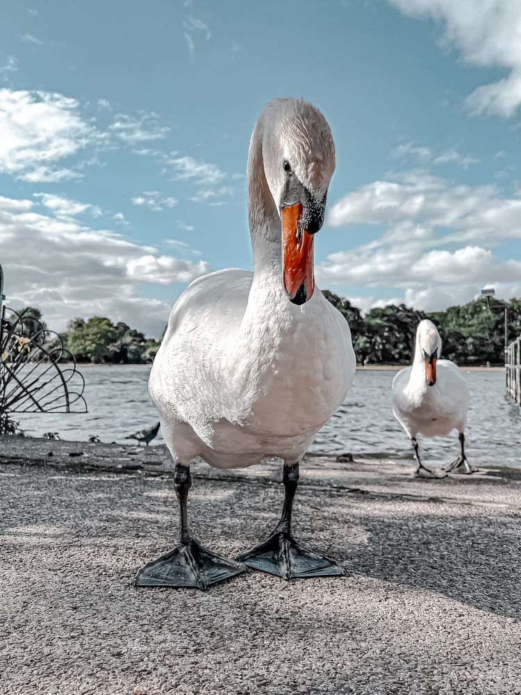 Photograph by Anya Lo