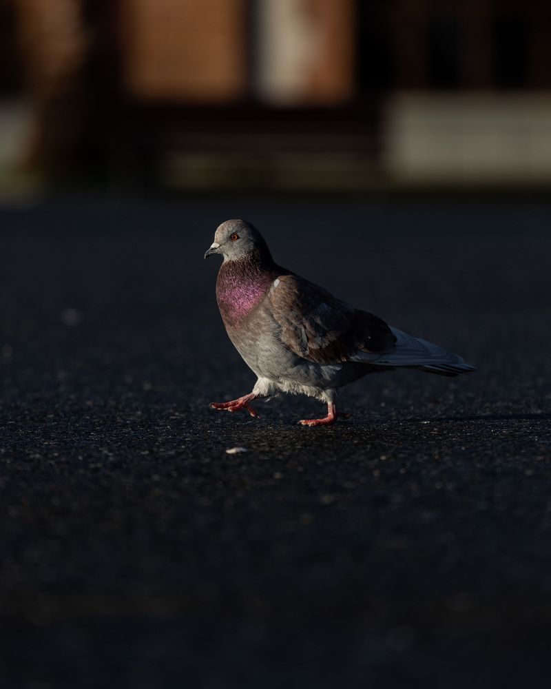 Фотография автора Fallen Angel