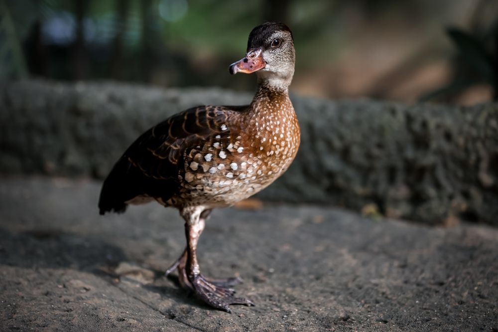 Photograph by Елена Цырюк