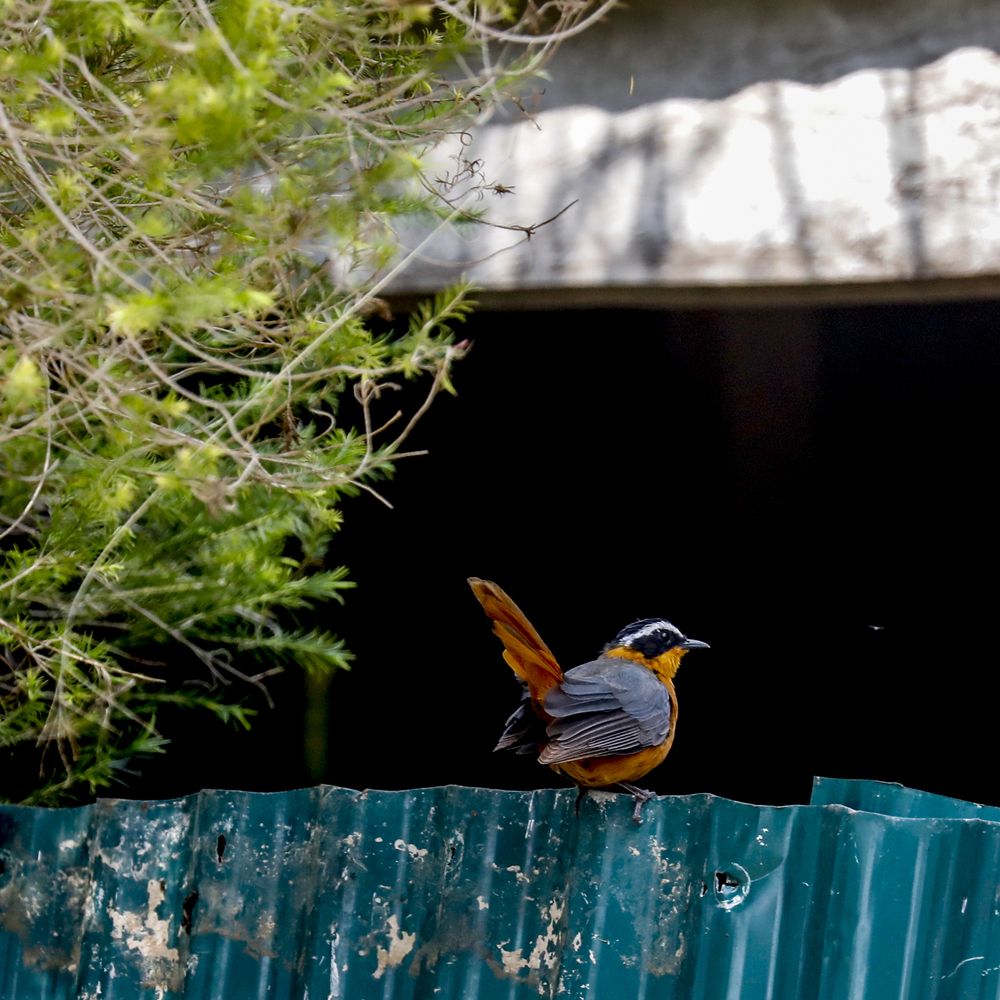 Photograph by LOKANATH MUDA