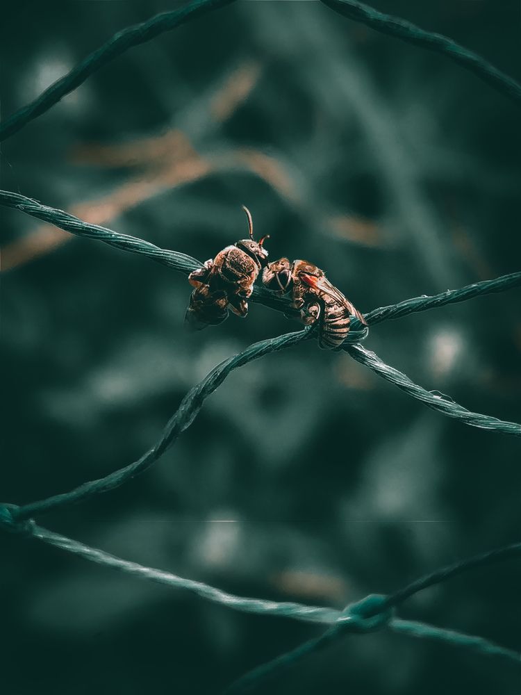 Photograph by Aamir Sohel