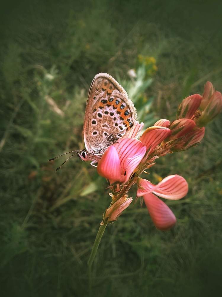Photograph by Александра Королёва