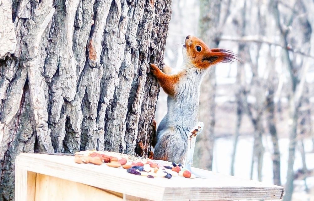 Photograph by Эльвира Куликова