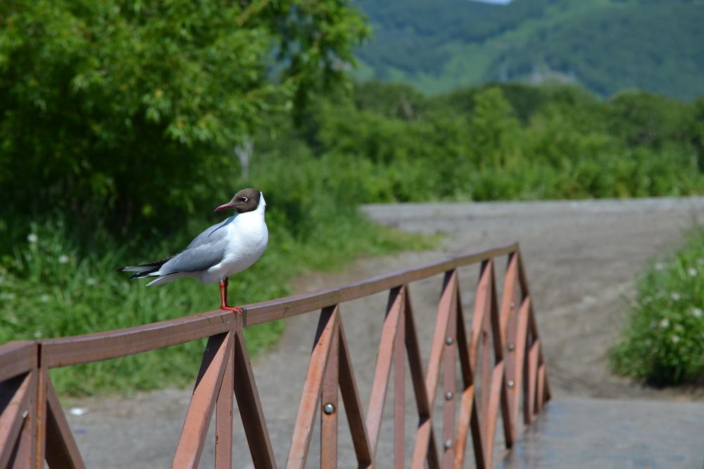 Photograph by Ения Семина