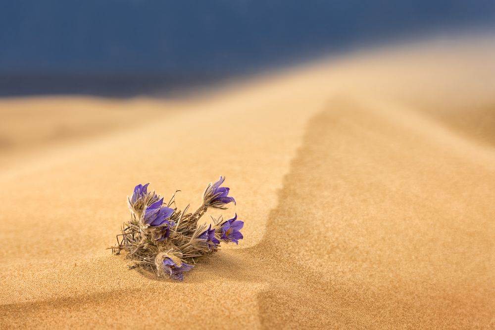 Photograph by Максим Евдокимов