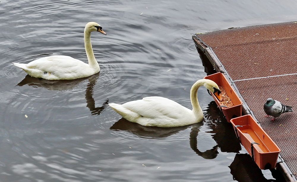 Photograph by Геннадий Капунов