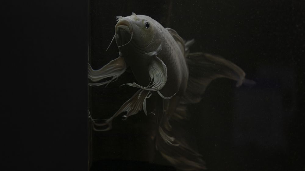 Photograph by Игорь Разенков