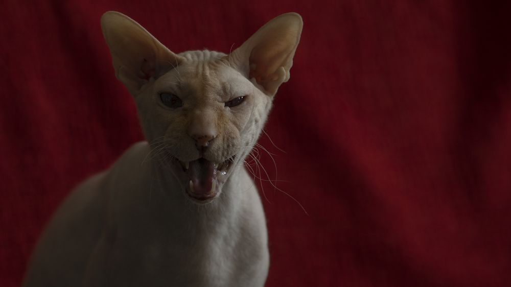 Photograph by Игорь Разенков