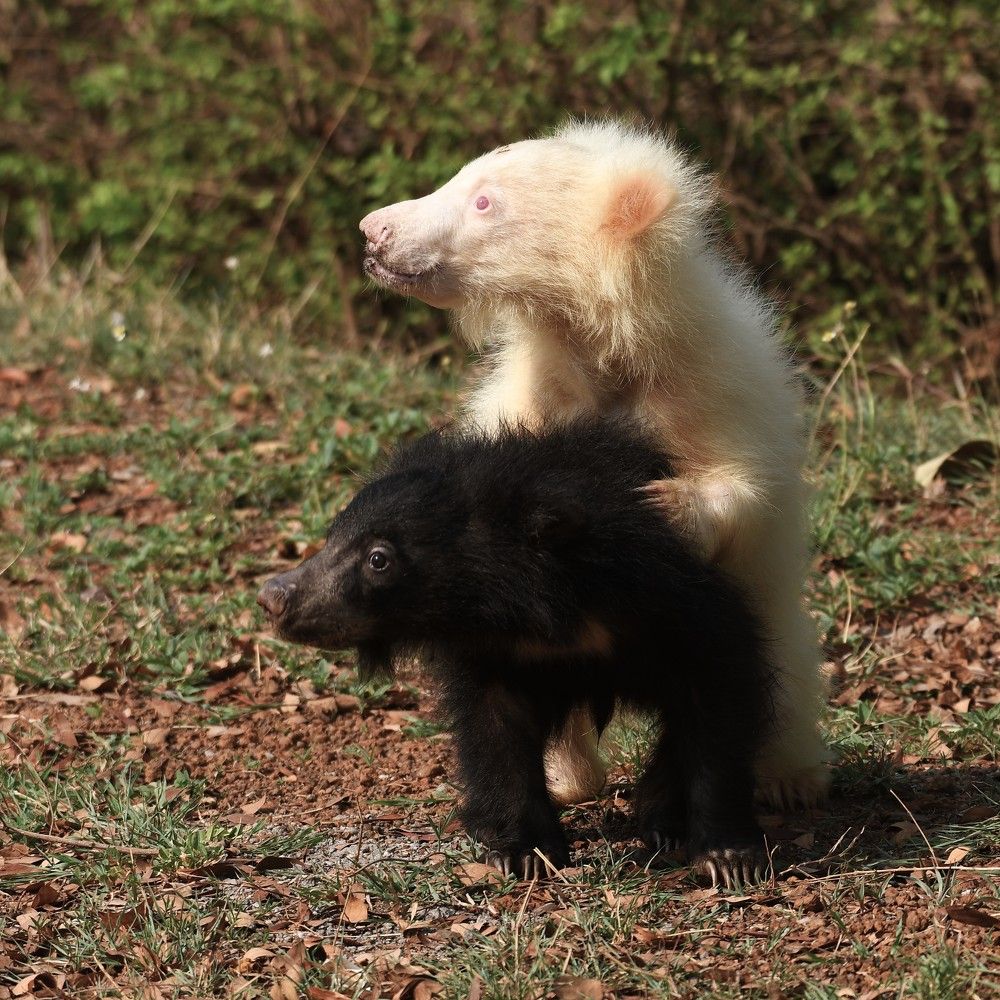 Black and White sibblings