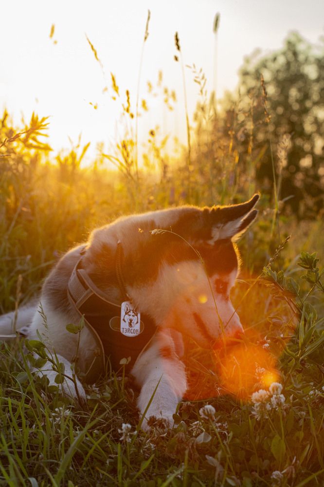 Photograph by Любовь Носова