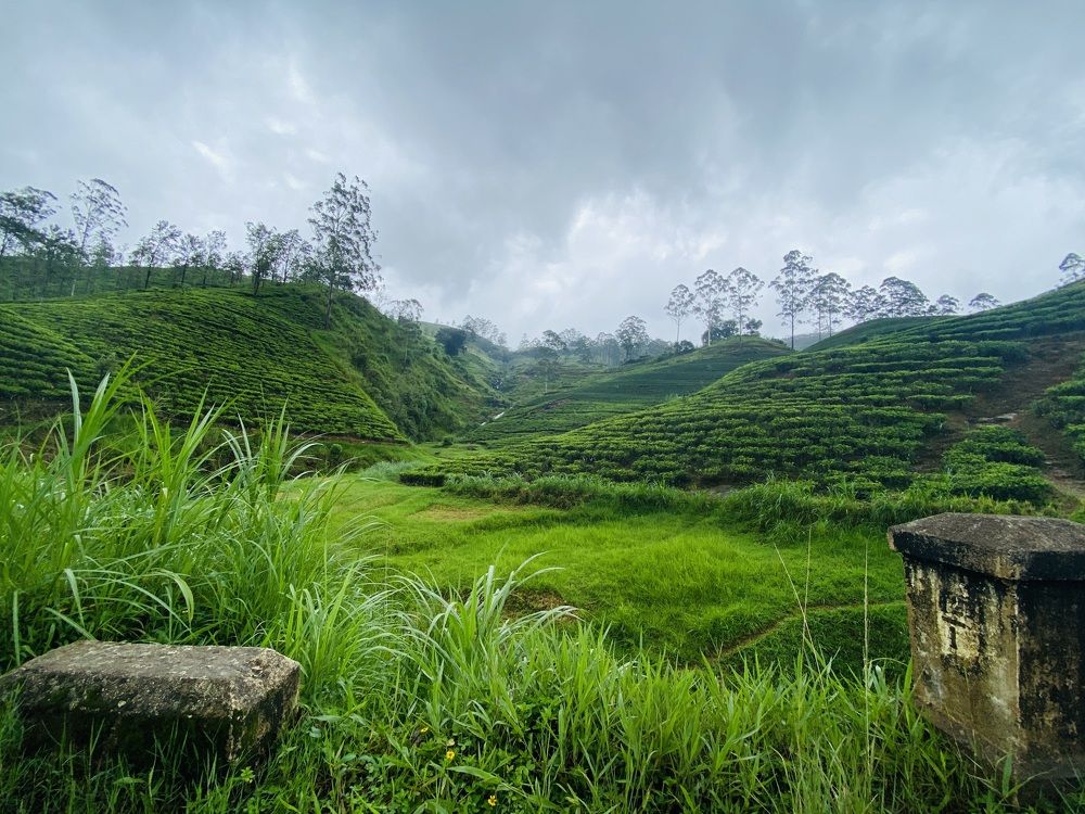 Photograph by Chanaka danapala