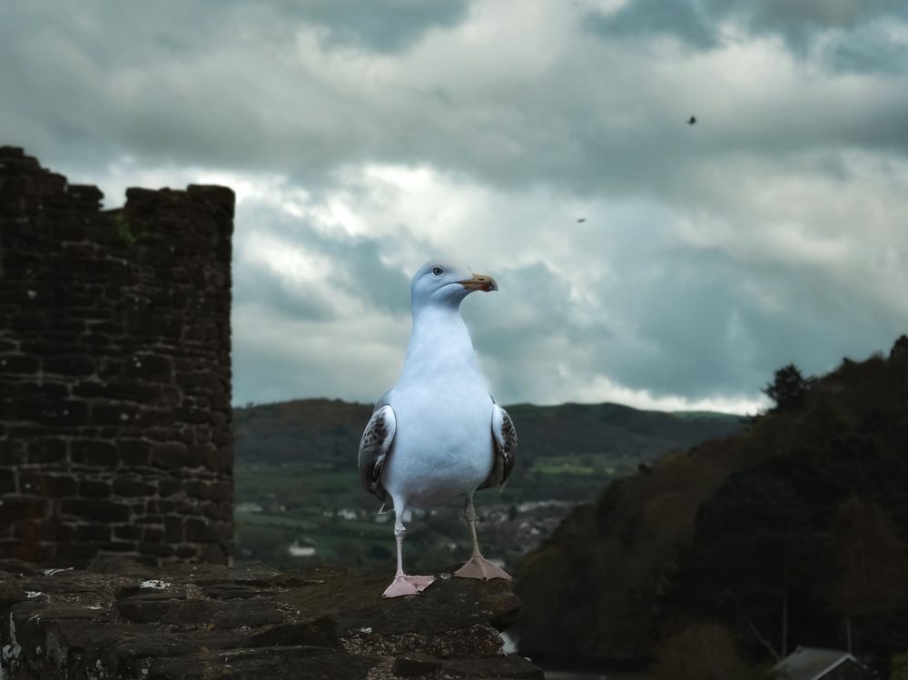 Photograph by Anya Lo