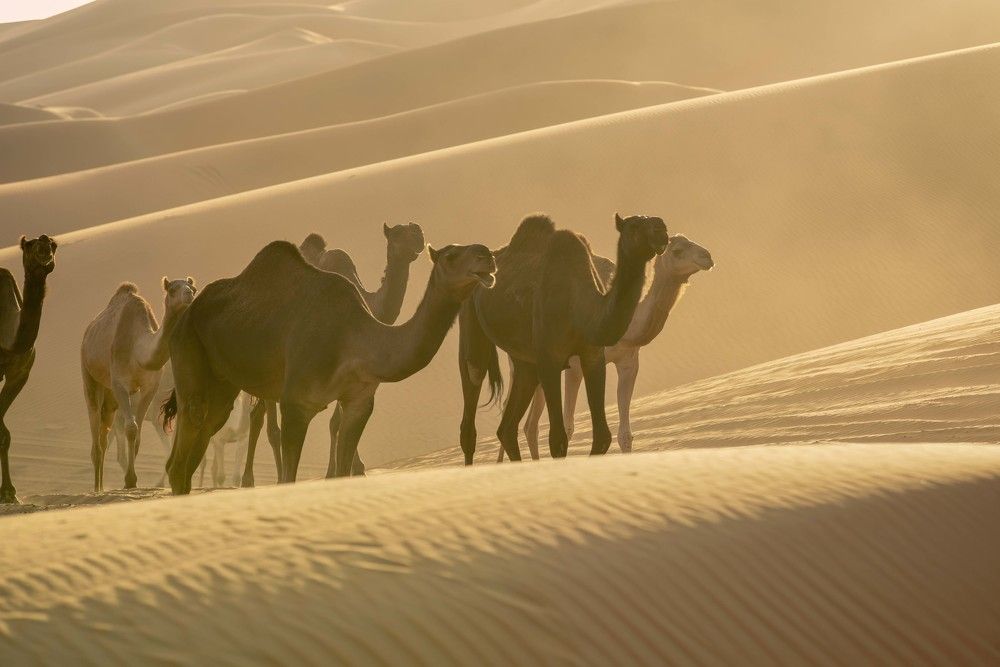 Photograph by Abdulrahman Sawalha