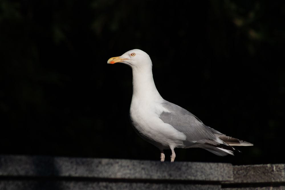 Photograph by Павел Герасимов