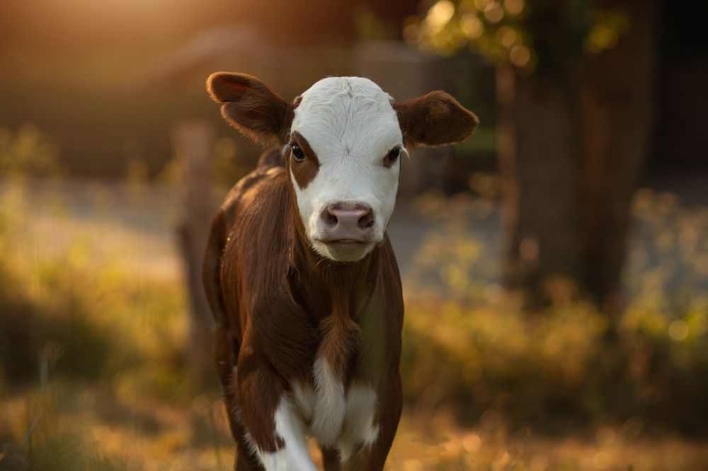 Photograph by Larissa