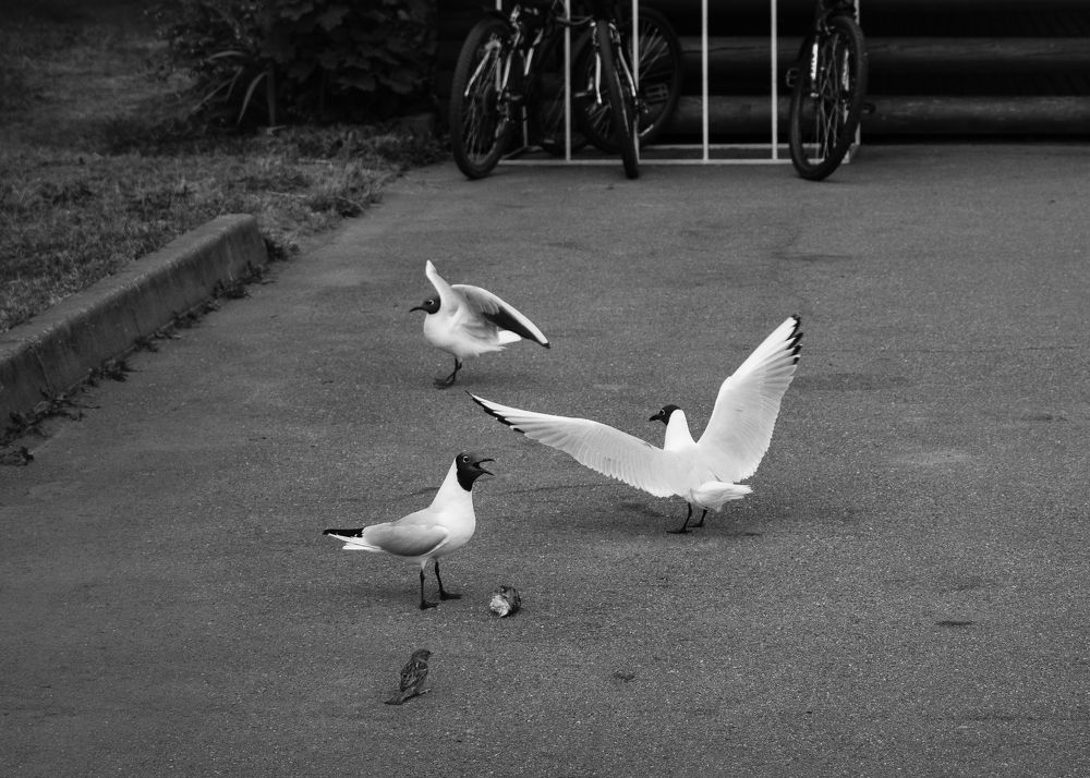 Кто здесь главный?