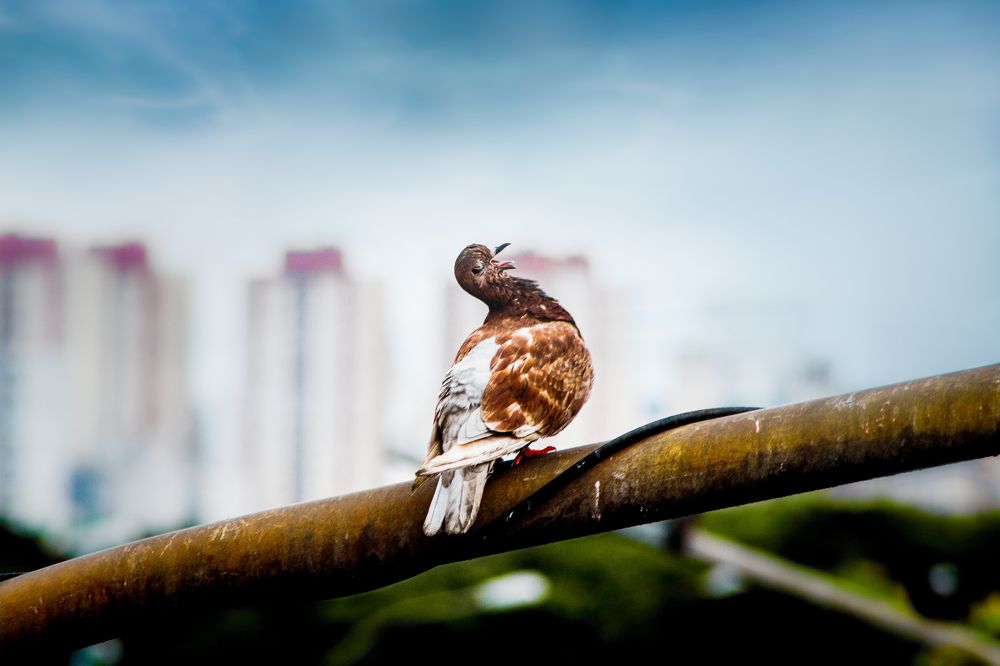 Фотография автора Gabriel de Araujo Almeida