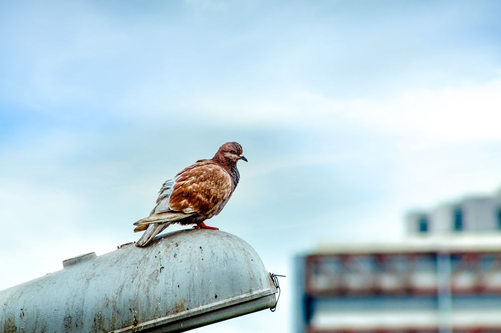 Фотография автора Gabriel de Araujo Almeida