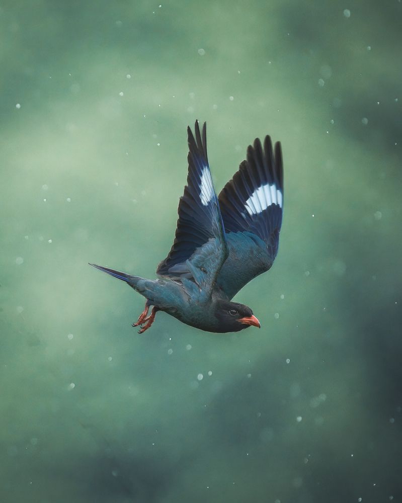 Фотография автора IORI KADOWAKI