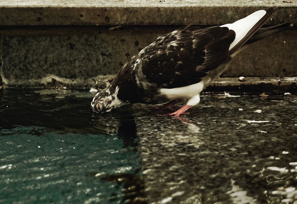 Photograph by Dragos Ivanel