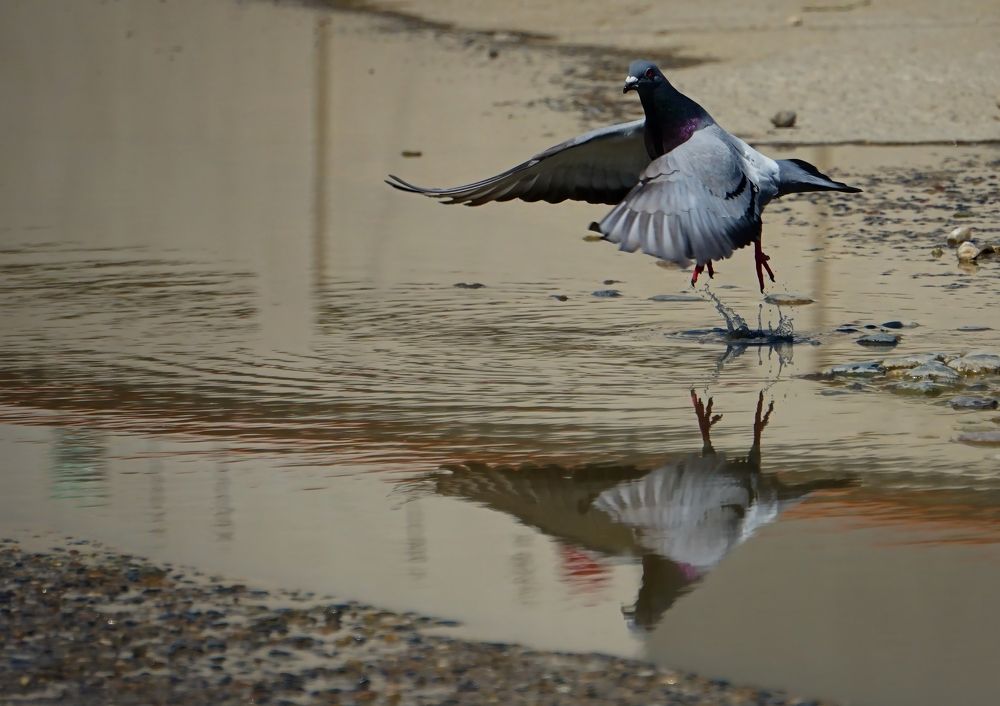 Photograph by Dragos Ivanel