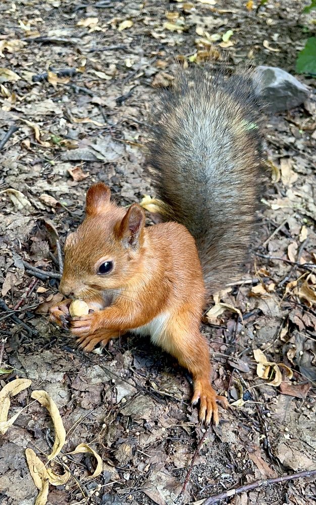 Орешек для белочки