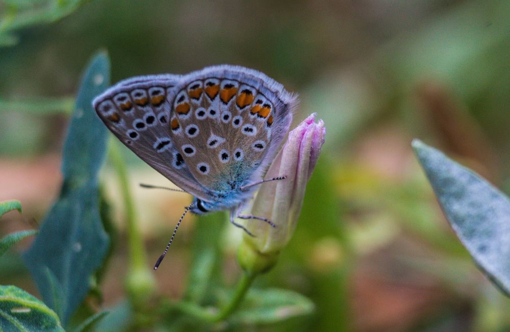 Photograph by Елена Фопа