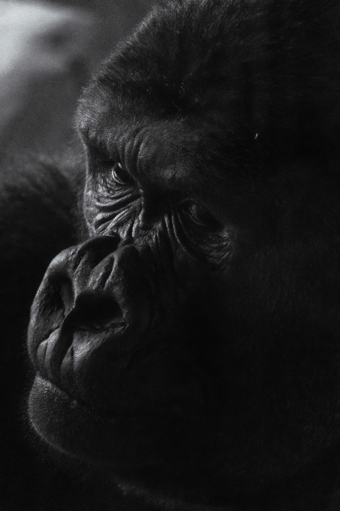 Photograph by Bhupendra Bagla