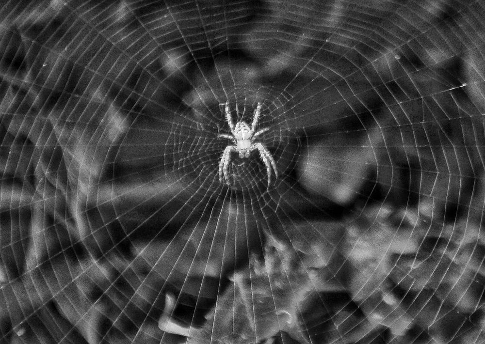 Photograph by Alessia Carta