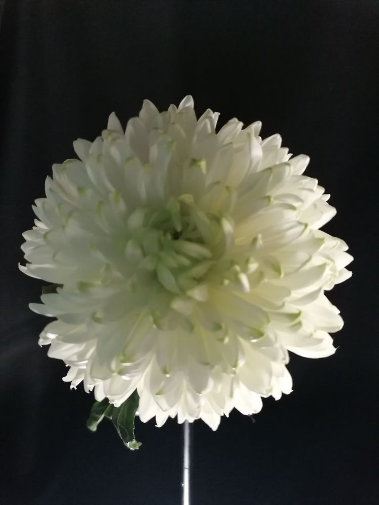 Photograph by Лариса Натальская