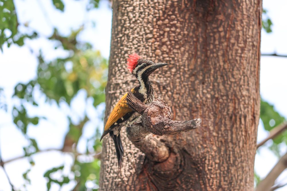 Photograph by Praveen kumar Sampath
