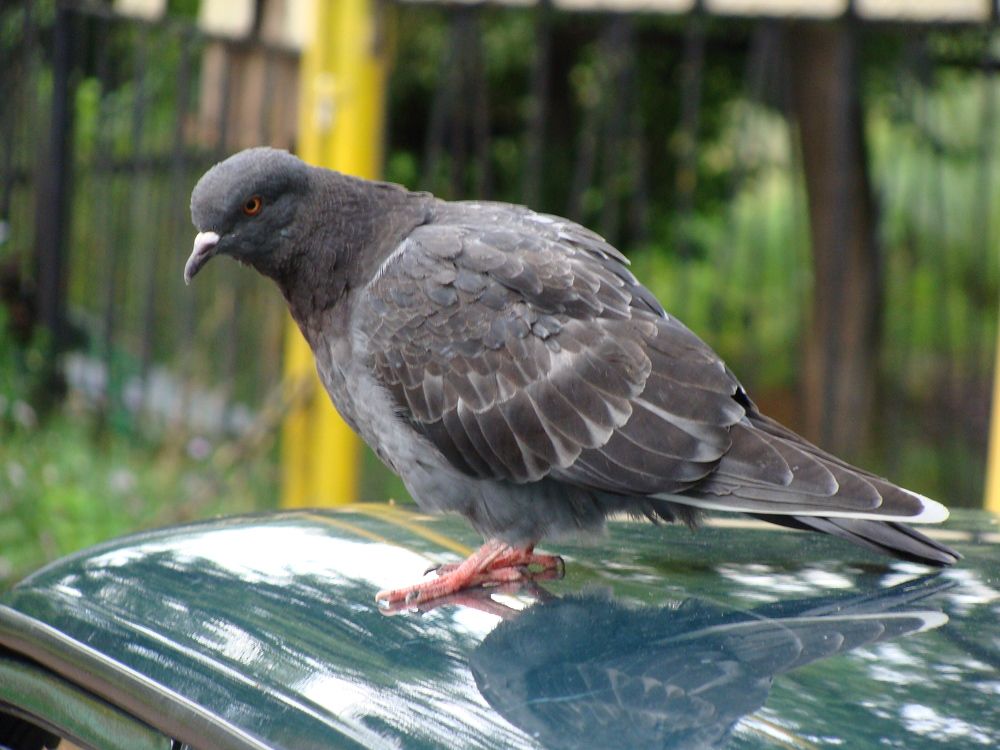 Photograph by Николай Худяков