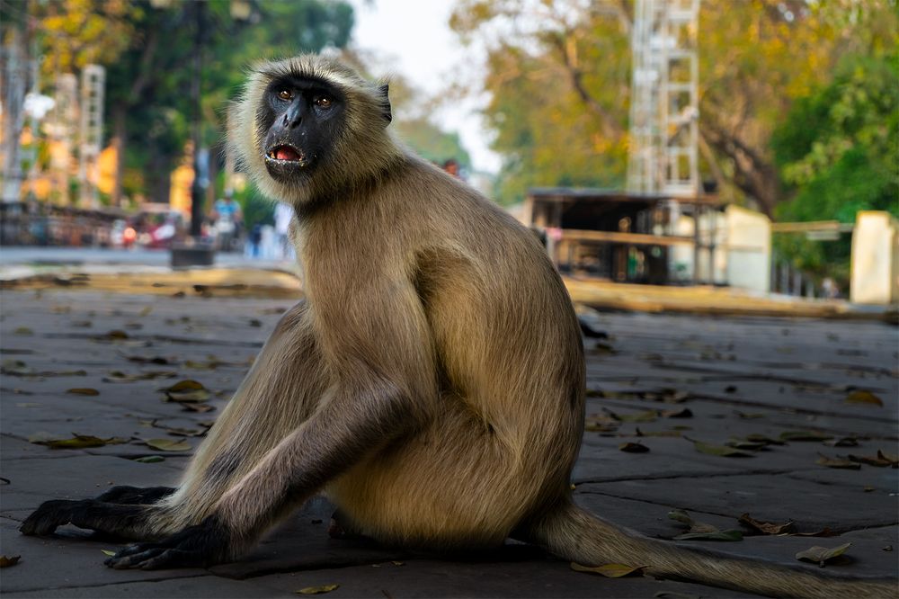 Photograph by Sudip Chatterjee