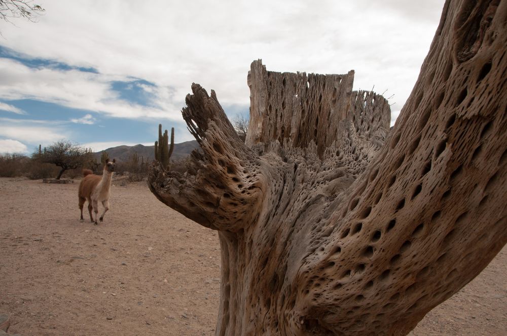 Photograph by Daniel Núñez