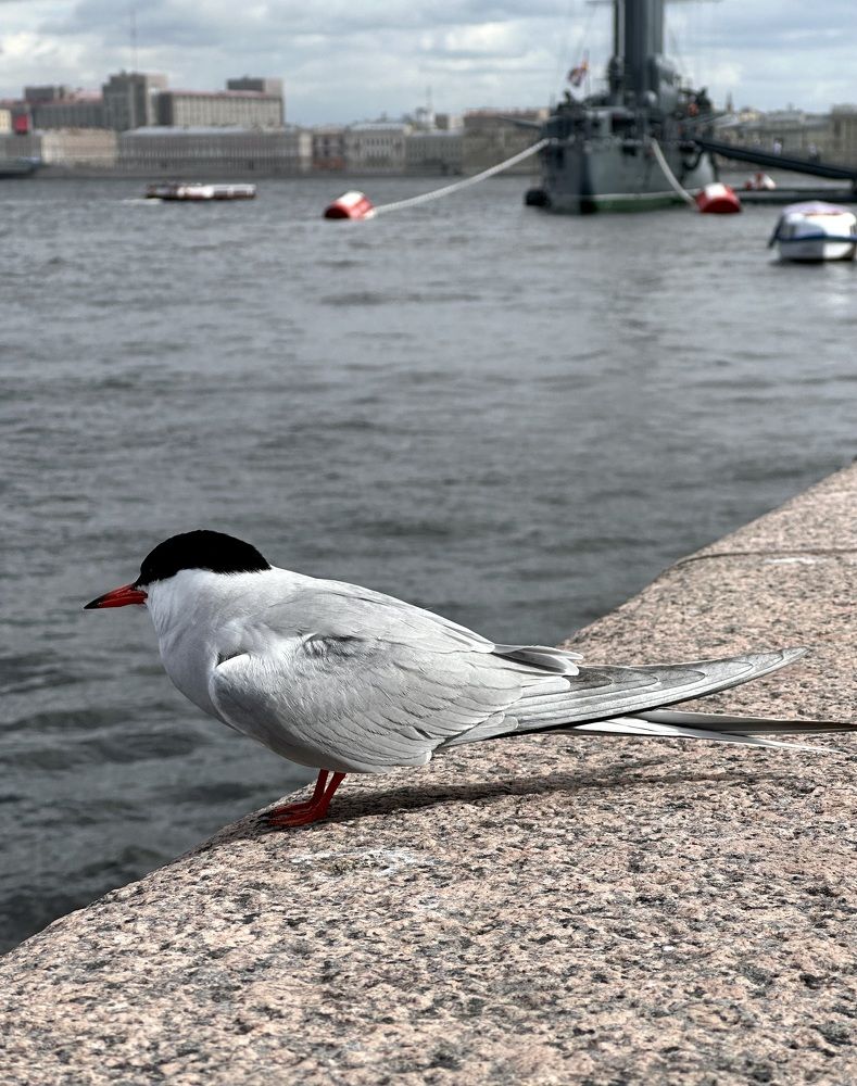 Photograph by Гуляева Светлана