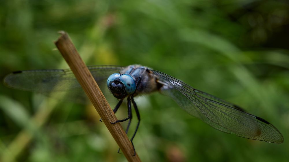 Photograph by сергей воробьёв