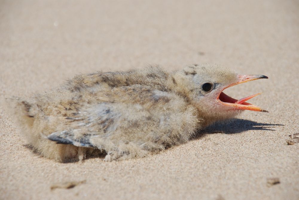Птенец чайки