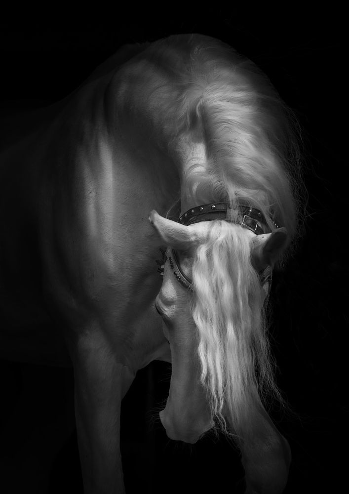 SKOBAR' Orlov Trotter stallion